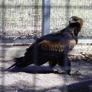 wedgetail-eagle-300x300